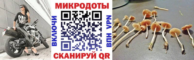 что такое Нефтегорск Галлюциногенные грибы MAGIC MUSHROOMS